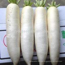 R13 Hanbaiyu semillas híbridas de rábano blanco de alta calidad, semillas vegetales híbridas